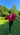 Video poster: VERPACT_JAN_FINAL